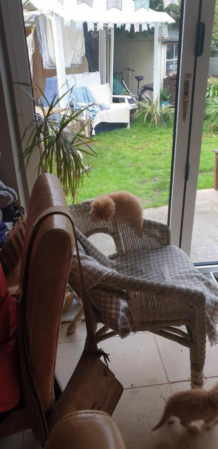 The Garden Room, Pets, Fridge Tv 切斯特 外观 照片